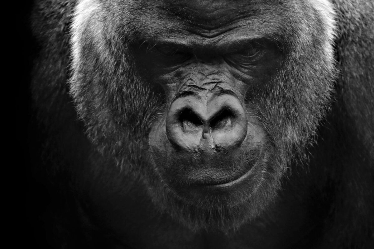 Gorilla melawan 100 pria dewasa? Berandai-andai saja | Photo by David Scanlon on Unsplash