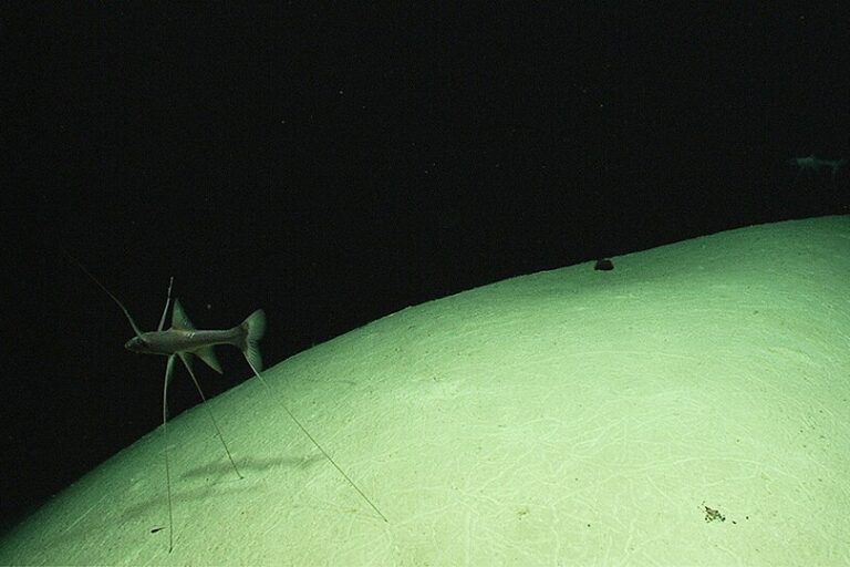 Dua ikan tripod berdiri menghadap arus di kedalaman hampir 2.000 meter dekat Pulau Eleuthera, Bahama. | Foto oleh Ekspedisi NOAA Deep-Sea Coral.