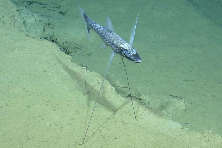 Bathypterois grallator atau ikan tripod sedang “berdiri” di dasar laut dalam menggunakan tiga sirip panjangnya yang menyerupai kaki rumah panggung. Foto diambil oleh NOAA di wilayah Samudra Atlantik Utara, menunjukkan bagaimana ikan ini menjaga posisi stabil untuk menunggu mangsa | foto dari NOAA