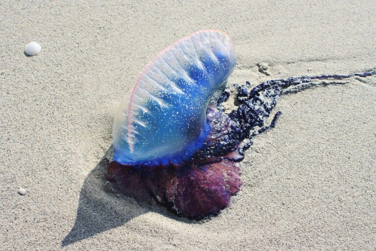 Penelitian terbaru menemukan bahwa ubur-ubur api (Portuguese man o’ war) ternyata terdiri dari empat hingga lima spesies berbeda, bukan hanya satu jenis seperti yang selama ini diajarkan. | Foto dar i Needpix