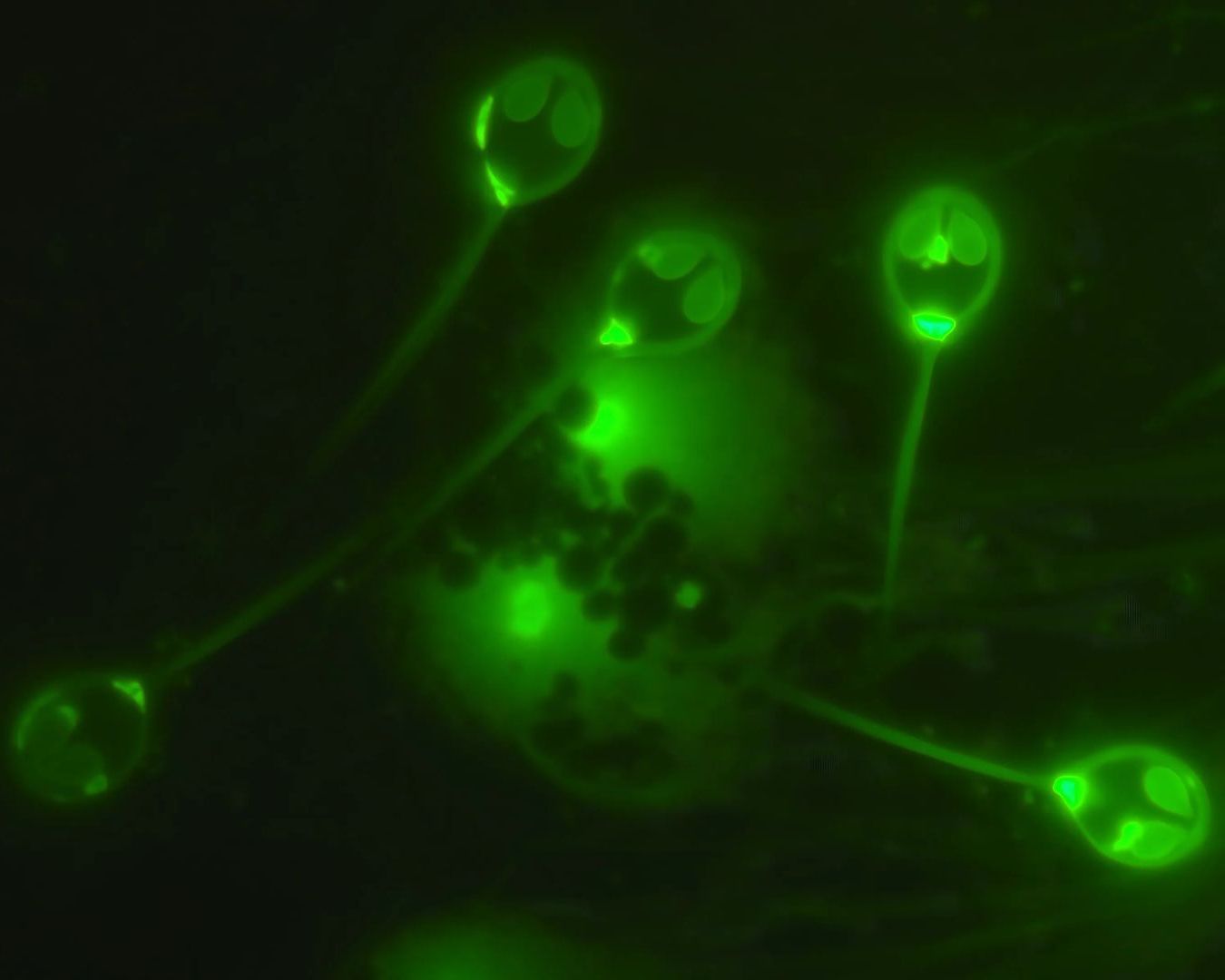 Braziliya porno yulduzlarining katta kokraklari