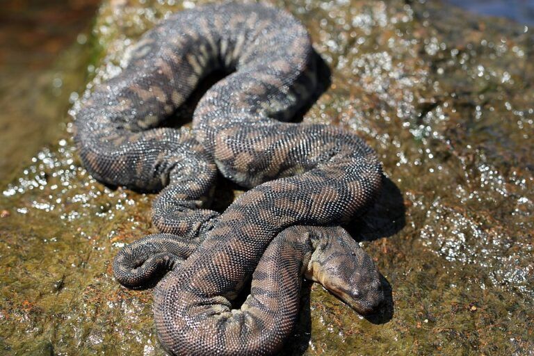 Ular karung atau ular kadut (Acrochordus arafurae) | Foto oleh SunOfErat CC BY 2.0