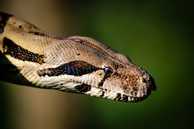 Ular Boa | Foto oleh Jaime1976 form PxHere