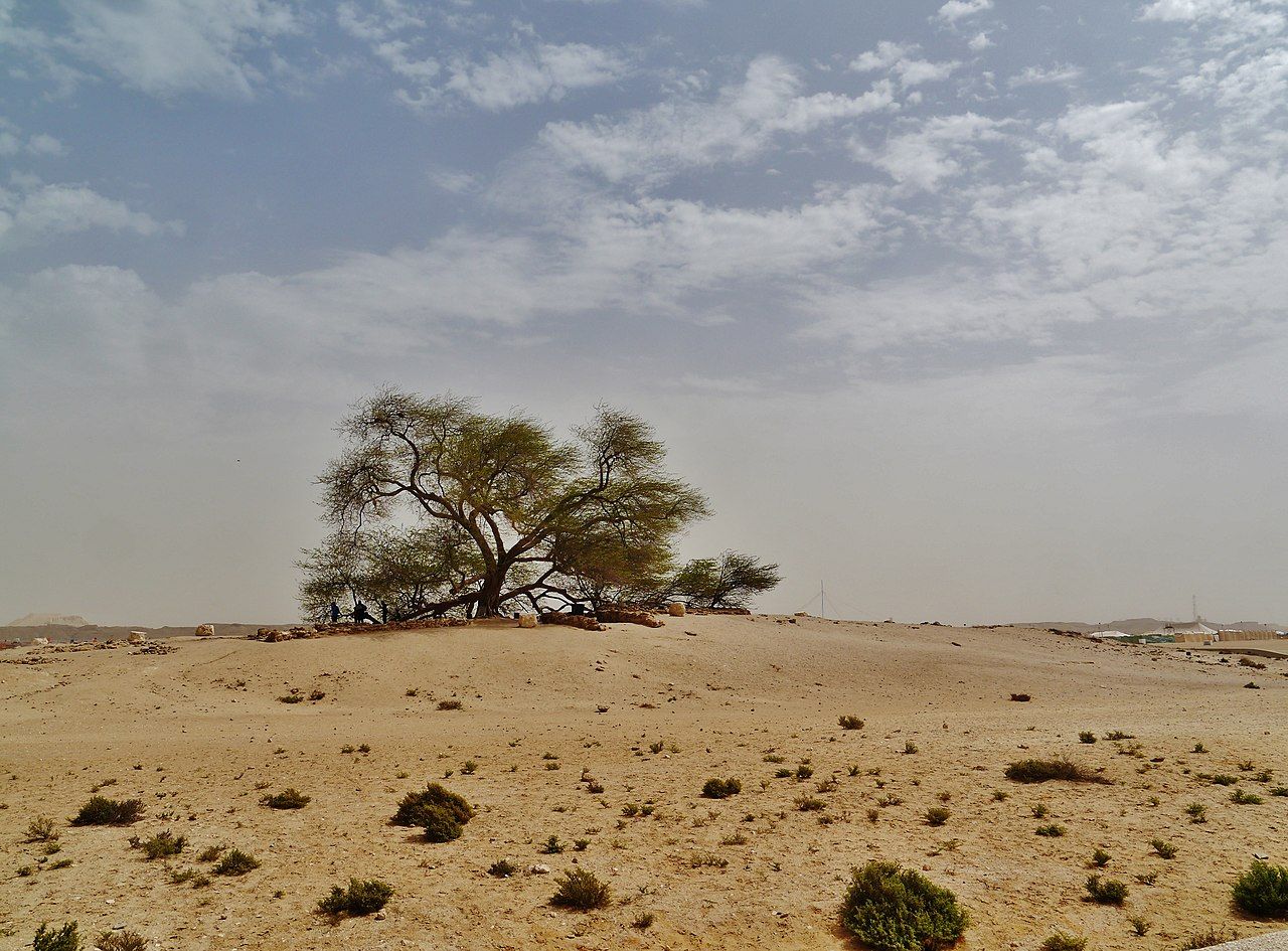 Pohon ini dikenal sebagai Tree of Life atau Shajarat al-Hayat, yang dalam bahasa Arab berarti "Pohon Kehidupan." Keberadaannya telah membingungkan ilmuwan, menarik minat arkeolog | Zairon - Own work CC BY-SA 4.0 wikimedia