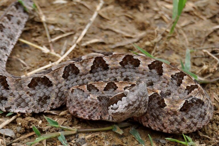 Yosh gey porno yulduzlar Anoreksiya bilan anal porno