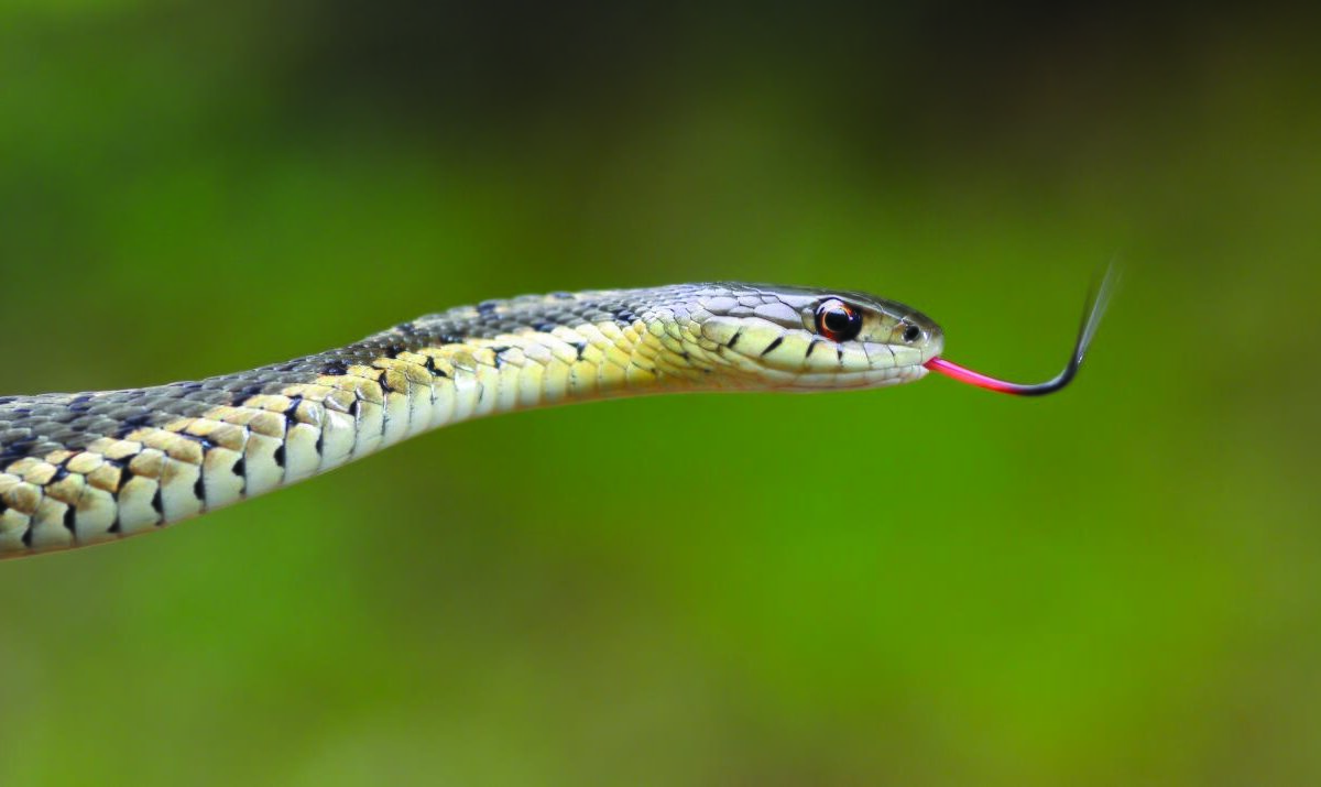 Garter snake adalah ular paling utara di dunia, mampu bertahan di lingkungan bersalju Kanada dengan suhu ekstrem hingga -10 °C. | Gambar dari Mass.gov