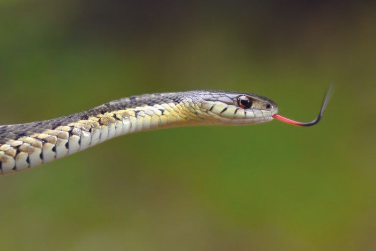 Garter snake adalah ular paling utara di dunia, mampu bertahan di lingkungan bersalju Kanada dengan suhu ekstrem hingga -10 °C. | Gambar dari Mass.gov