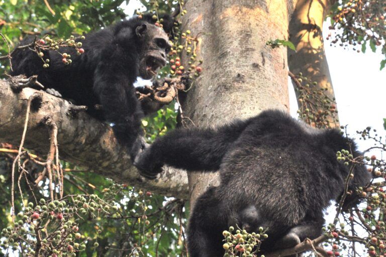 Seekor simpanse jantan alfa dan seekor lainnya yang lebih tua melompat ke atas pohon ara| Foto oleh Caelio CC BY-SA 3.0