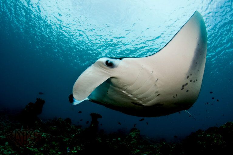 Pada 2022, ilmuwan Indonesia menggemparkan dunia dengan temuan tempat pembibitan pertama di dunia untuk bayi pari manta karang (Mobula alfredi) di sebuah laguna tersembunyi di Kepulauan Wayag | Foto oleh Shiyam ElkCloner - Own work, CC BY-SA 3.0, https://commons.wikimedia.org/w/index.php?curid=19611664