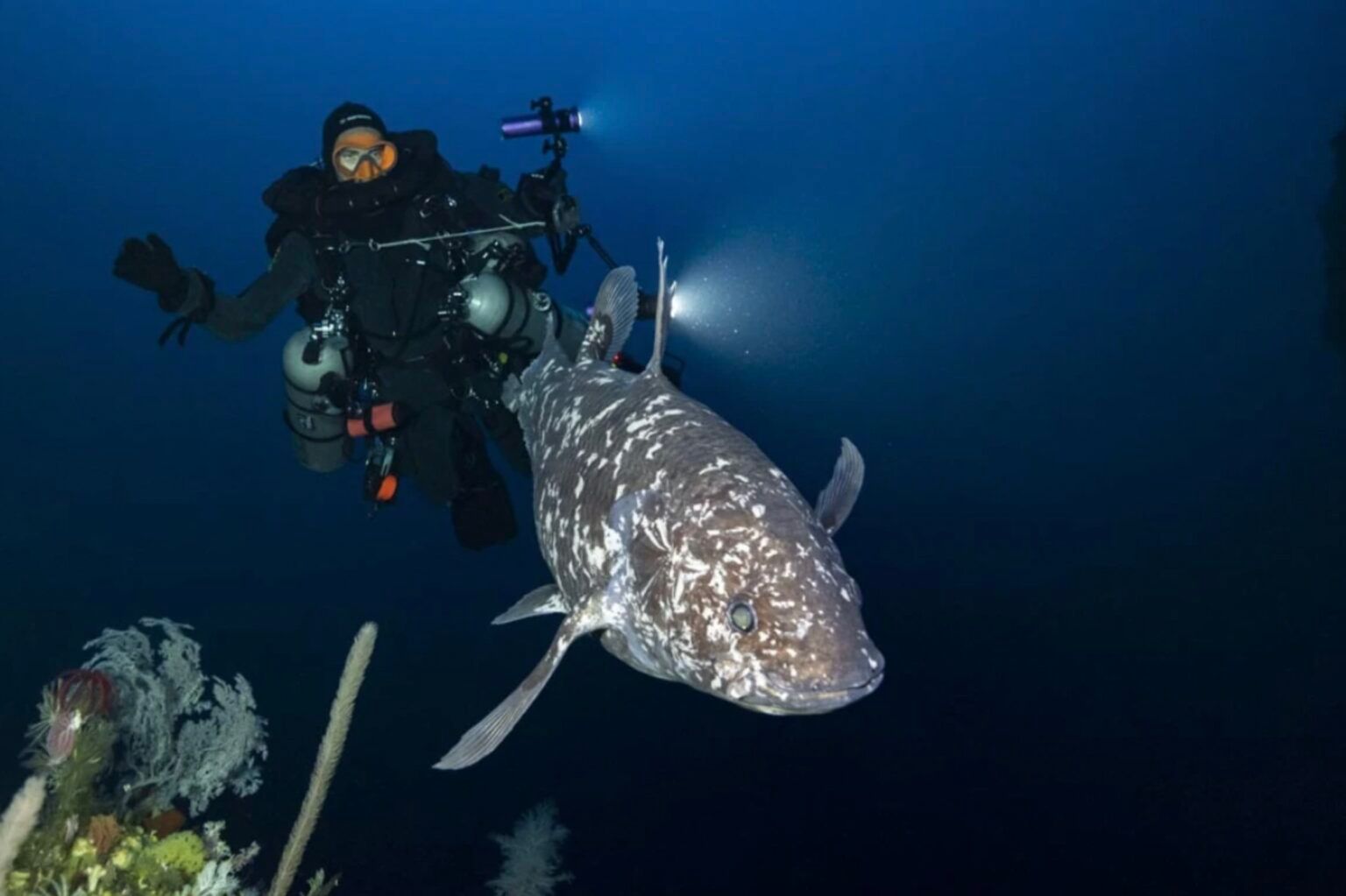 Dinyatakan Punah 66 Juta Tahun Silam, Ikan Purba ini Ada di Laut Indonesia