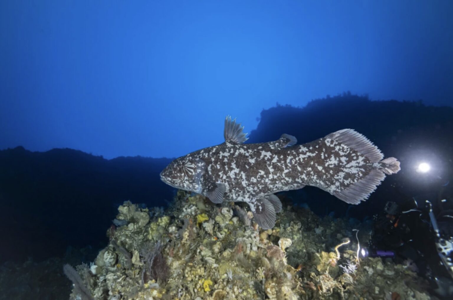 Dinyatakan Punah 66 Juta Tahun Silam, Ikan Purba ini Ada di Laut Indonesia