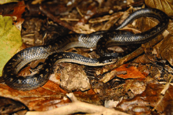 The Saint Lucia racer (Erythrolamprus ornatus) | Foto oleh by Toby Ross (Published in Biotaxa)
