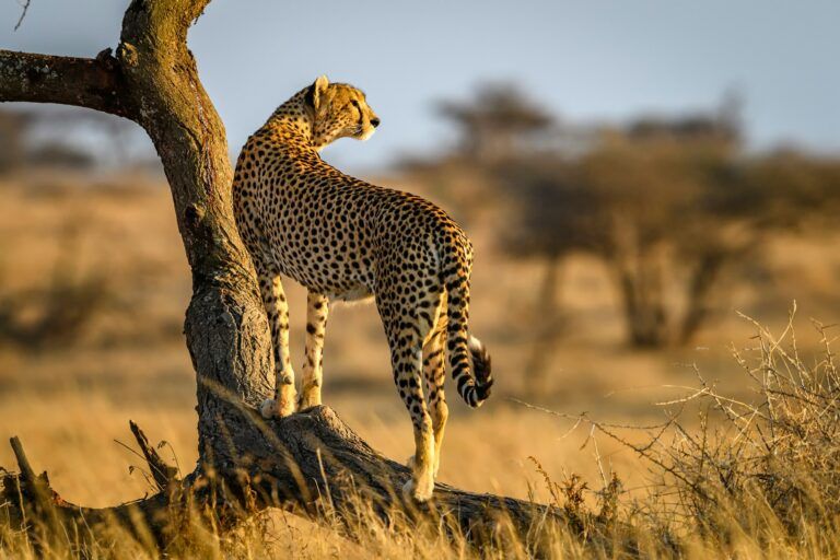 Cheetah adalah predator siang hari (diurnal) yang mengandalkan kecepatan luar biasa—mereka bisa berlari hingga 100 km/jam dalam waktu kurang dari 3 detik, menjadikannya mamalia tercepat di darat. | Foto oleh Sammy Wong Unsplash