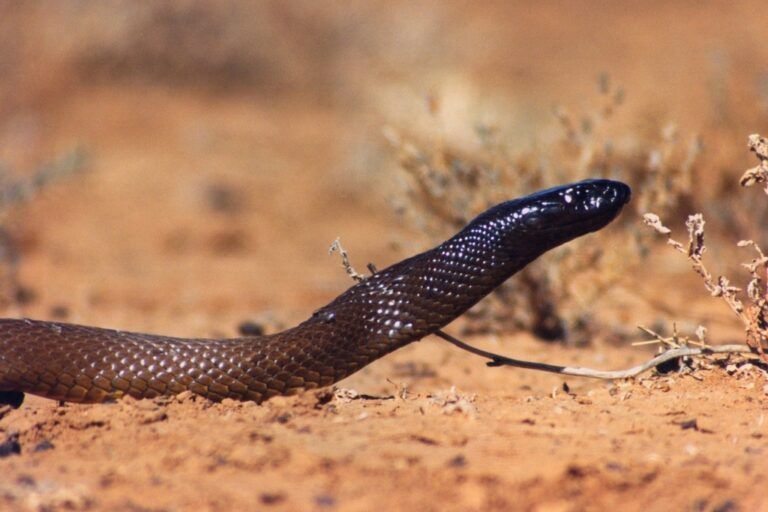 Ancaman utama yang dihadapi inland taipan mencakup hilangnya habitat akibat ekspansi pertanian dan degradasi lahan yang terus meluas di wilayah pedalaman Australia. | Foto dari iNaturalist Australia some rights reserved (CC-BY-NC)