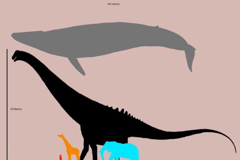 Perbandingan ukuran Patagotitan mayorum dan paus biru, bersama manusia, jerapah, dan gajah sebagai skala. Paus biru tetap menjadi makhluk terbesar yang pernah hidup.Gambar oleh GabrielRiehl | Wikimedia Commons – CC BY-SA 4.0