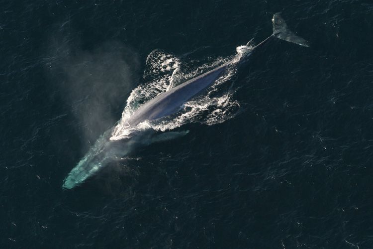 Paus biru (Balaenoptera musculus) terlihat dari udara saat berenang di perairan terbuka. Dengan panjang mencapai 30 meter dan berat hingga 200 ton, paus biru merupakan makhluk terbesar yang pernah hidup di Bumi—bahkan lebih besar dari semua dinosaurus.Foto: NOAA Fisheries