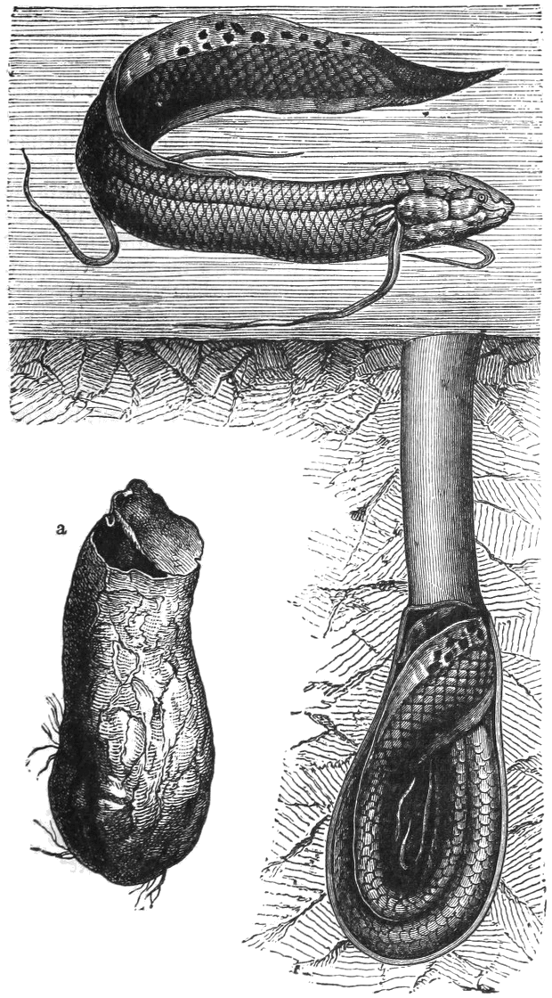 Ilustrasi Protopterus annectens (ikan paru-paru Afrika) dalam dua kondisi: saat bebas berenang dan saat terbungkus dalam kepompong di dalam tanah selama masa estivasi. Gambar diambil dari ensiklopedia Meyer’s Konversations-Lexikon, menunjukkan bagaimana ikan ini mampu bertahan di lingkungan tanpa air selama berbulan-bulan hingga bertahun-tahun.”🖼️ Sumber: Meyers Konversations-Lexikon, domain publik via Wikimedia Commons