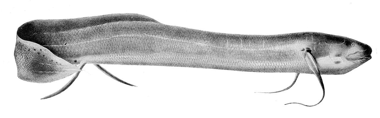 Protopterus dolloi, salah satu spesies ikan paru-paru Afrika yang mampu bertahan hidup tanpa air selama berbulan-bulan hingga bertahun-tahun melalui proses estivasi.Ilustrasi oleh P. J. Smit & J. Green dalam Les poissons du bassin du Congo (Boulenger, 1909). Sumber: Wikimedia Commons (public domain)
