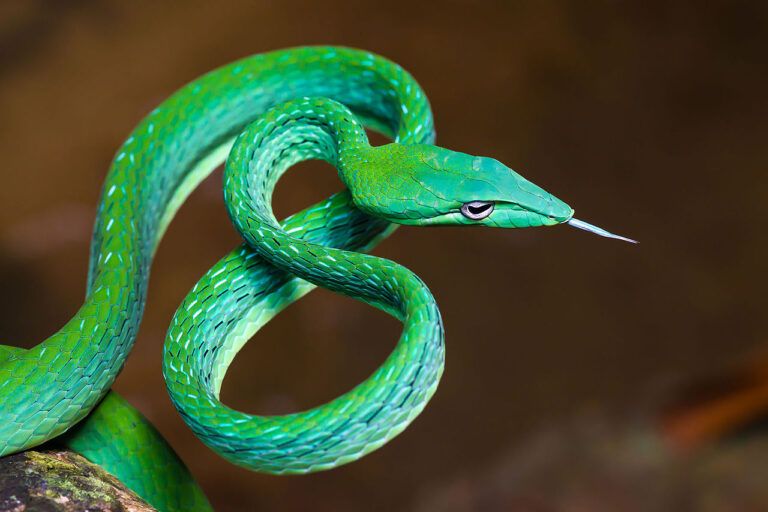 Ahaetulla prasinaTubuh ramping dan warna hijau terang membuat Ahaetulla prasina nyaris tak terlihat di antara dedaunan. Foto: Kaeng Krachan National Park, Thailand