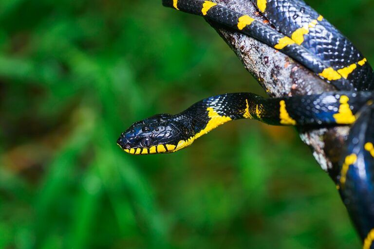 Boiga dendrophila atau ular kucing mangrove tampak diam tak bergerak di cabang pohon—posisi khas yang membantunya menyamar di antara bayangan hutan. Foto: Rushenb via Thai National Parks.