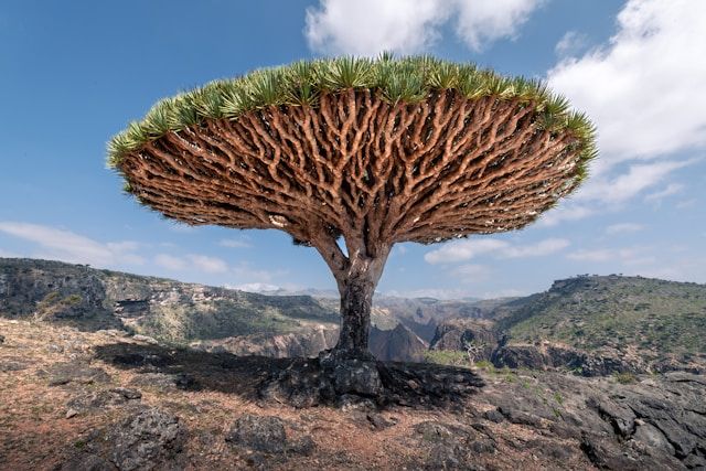 Hutan darah naga di lereng pegunungan Socotra, Yaman.Ribuan pohon purba ini membentuk lanskap unik yang hanya bisa ditemukan di satu tempat di dunia—dan kini tengah menghadapi ancaman nyata kepunahan. | Foto oleh Andrew Svk on Unsplash