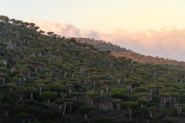 Hutan pohon darah naga di dataran tinggi Socotra.Pemandangan langka ini kini makin sulit ditemukan, karena sebagian besar populasi pohon sudah tua dan regenerasi alaminya hampir tidak terjadi | Foto oleh Andrew Svk on Unsplash