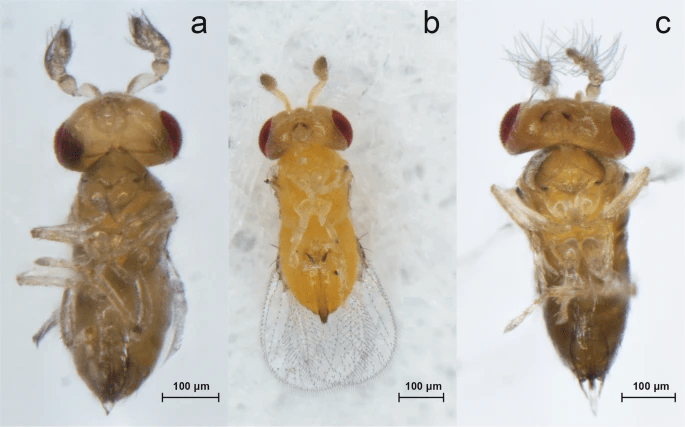 Trichogramma pretiosum, tawon parasit mikroskopis yang luar biasa tahan terhadap radiasi. Gambar ini menunjukkan perbedaan morfologis antara betina, jantan, dan individu interseks. Meskipun ukurannya hanya sekitar 0,2 mm, daya tahannya terhadap radiasi melampaui kecoak dan bahkan manusia | Sumber: Scientific Reports, 2019 – https://www.nature.com/articles/s41598-019-54719-5