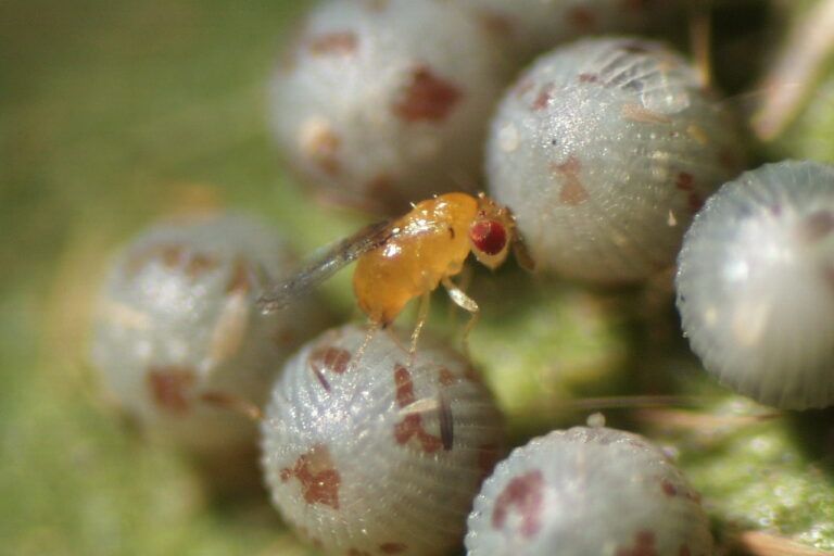 Tawon Trichogramma dendroliti betina (panjang hanya 0,5 mm) sedang meletakkan telurnya di dalam telur ulat grayak (Noctuidae). Meskipun ukurannya mikroskopis, tawon ini dikenal luar biasa tangguh terhadap radiasi tinggi dan tetap efektif sebagai pengendali hama alami, bahkan di lingkungan ekstrem. Foto oleh : Dr Victor Fursov – CC BY-SA 4.0