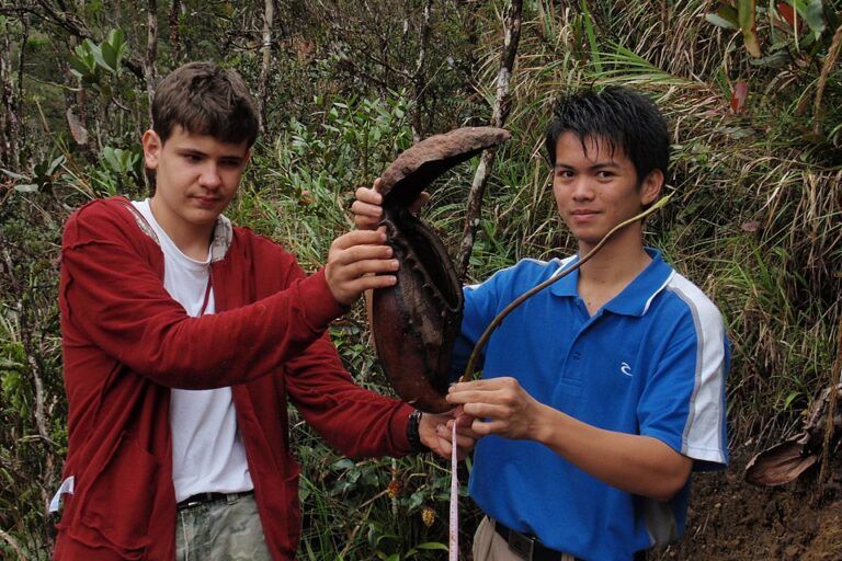 Dua peneliti muda menunjukkan kantong Nepenthes rajah terbesar yang pernah tercatat, dengan panjang mencapai 41 cm. Kantong ini ditemukan pada 26 Maret 2011 di kawasan Mesilau, Sabah, dalam ekspedisi yang diselenggarakan oleh The Sabah Society. Ukuran luar biasa ini memperkuat reputasi N. rajah sebagai tumbuhan karnivora raksasa yang mampu menjebak hewan berukuran lebih besar dari serangga.📸 Foto: Gina Hamilton | The Sabah Society | CC BY 3.0