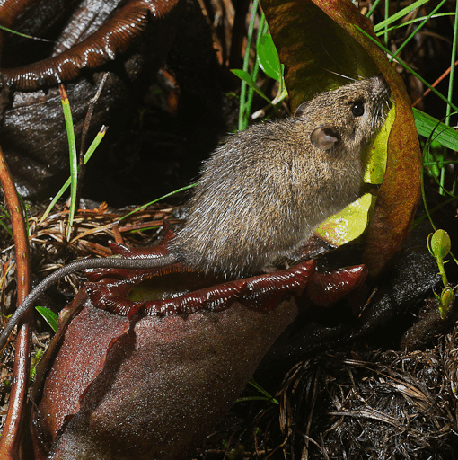 Seekor tikus gunung (Rattus baluensis) tengah menjilati nektar dari mulut kantong Nepenthes rajah di malam hari. Interaksi ini menunjukkan hubungan mutualisme unik di pegunungan Borneo, di mana mamalia kecil memperoleh nutrisi dari nektar tumbuhan karnivora, sementara tumbuhan mendapatkan sumbangan nitrogen dari kotoran mereka. Meski spesies ini bisa menjebak mangsa besar, dalam banyak kasus tikus-tikus ini justru menjadi mitra ekologi yang cermat.📸 Foto: Ch’ien Lee | Greenwood et al., 2011 | CC BY 2.5