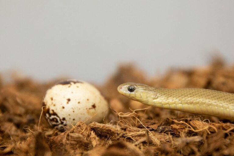 Seekor Dasypeltis gansi mengincar telur puyuh sebagai mangsa. Di laboratorium biologi UC, ular ini terbukti mampu menelan telur utuh yang ukurannya bahkan lebih besar dari yang terlihat di gambar.| Foto oleh Andrew Higley/UC Marketing + Brand.