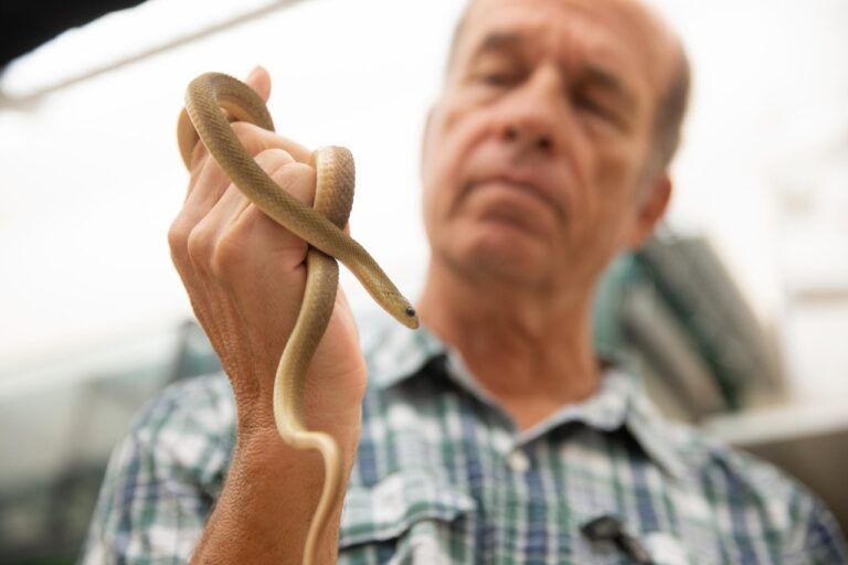 Profesor Bruce Jayne dari University of Cincinnati memegang seekor Dasypeltis gansi di laboratoriumnya. Ular kecil ini dikenal memiliki mulut terbesar secara proporsional dibandingkan semua spesies ular yang pernah diteliti| Foto oleh Andrew Higley/UC Marketing + Brand.