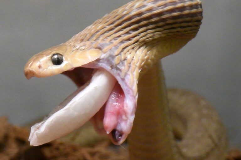 Setelah menelan telur utuh, Dasypeltis gansi memanfaatkan tonjolan di tulang belakangnya untuk memecahkan cangkang dari dalam tubuh, lalu memuntahkan cangkang kosong seperti tampak pada gambar ini.📷 Bruce Jayne via University of Cincinnati.