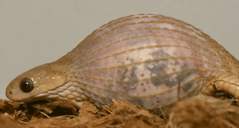 Seekor Dasypeltis gansi tampak dengan tubuh menggembung usai menelan telur utuh, menunjukkan elastisitas luar biasa dari kulit dan rahangnya. Ular ini memecahkan telur dari dalam menggunakan tulang belakangnya sebelum memuntahkan cangkangnya.| Foto oleh Bruce Jayne via University of Cincinnati.