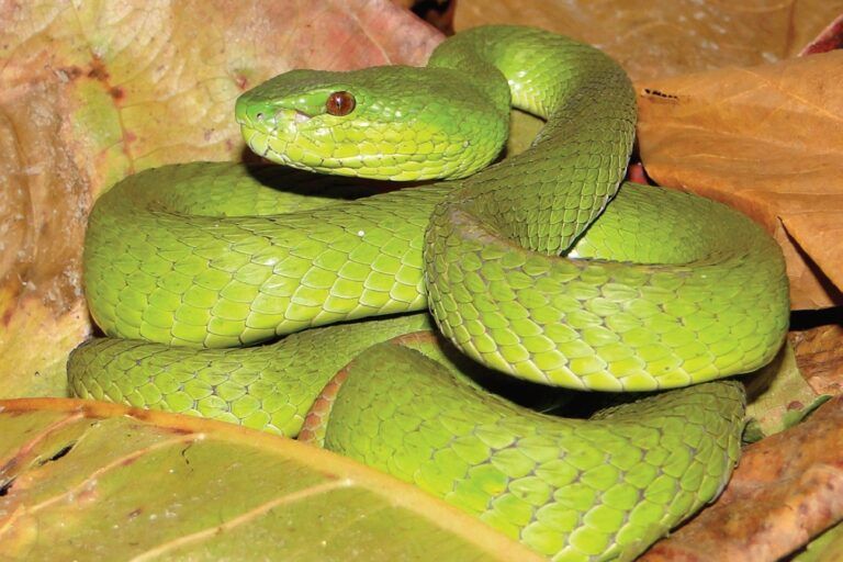 Seekor Trimeresurus insularis morf hijau beristirahat di antara dedaunan kering di Timor-Leste. Variasi warna hijau seperti ini merupakan bentuk paling umum dari spesies ini, dan ditemukan di berbagai pulau di Nusa Tenggara dan sekitarnya, memperlihatkan adaptasi lokal terhadap lingkungan hutan tropis | Foto: Hinrich Kaiser et al., 2011 – CC BY 3.0 via ZooKeys