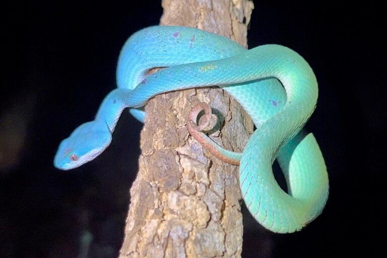 Trimeresurus insularis dengan balutan warna langit yang memesona, melingkar di batang pohon pada malam hari di habitat aslinya di Nusa Tenggara Timur. Warna biru cerah ini merupakan varian langka yang hanya ditemukan di pulau-pulau seperti Komodo dan Flores, menjadikannya ikon baru reptil Indonesia di mata dunia |Foto: via iNaturalist CC0