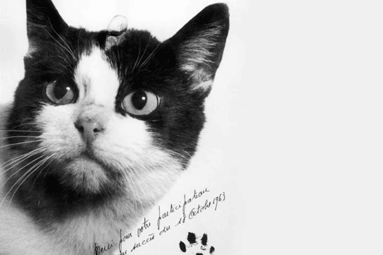 Félicette, kucing betina yang sebelumnya hidup sebagai kucing liar sebelum dipilih menjadi subjek percobaan antariksa Prancis pada tahun 1963. Ia menjadi satu-satunya kucing yang pernah terbang ke luar angkasa dan kini dikenang melalui patung perunggu di International Space University, Strasbourg. Foto: Public Domain