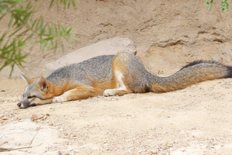 Gray fox (Urocyon cinereoargenteus) sedang beristirahat di habitat gurun, perilaku yang membantu menghemat energi pada suhu tinggi siang hari. Spesies ini dikenal sebagai satu-satunya anggota keluarga Canidae di Amerika Utara yang secara rutin memanjat pohon. Foto: HarmonyonPlanetEarth – Desert Museum, Tucson, Arizona (CC BY 2.0).