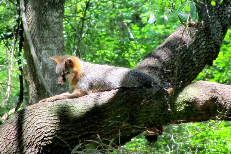 Gray fox (Urocyon cinereoargenteus) beristirahat di cabang pohon besar, perilaku khas yang membantu mereka menghindari predator dan mengatur suhu tubuh saat siang. Kemampuan memanjat yang luar biasa membuat spesies ini sering disebut anjing liar paling arboreal di Amerika Utara. Foto oleh : Todd Fowler/Flickr (CC BY-SA 2.0).