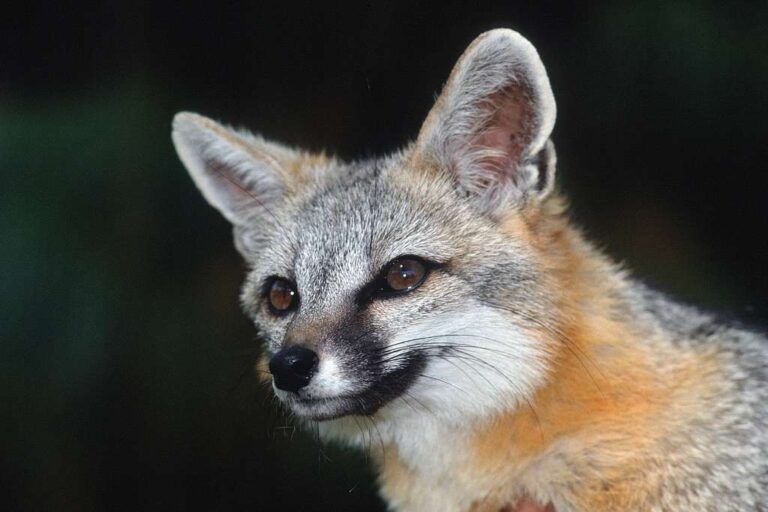 Gray fox (Urocyon cinereoargenteus) – Satu-satunya anggota keluarga Canidae di Amerika Utara yang terbiasa memanjat pohon. Spesies ini memiliki cakar melengkung dan pergelangan tangan fleksibel, adaptasi yang memungkinkan mereka mencari makan dan berlindung di ketinggian. Foto dari California Department of Water Resources.