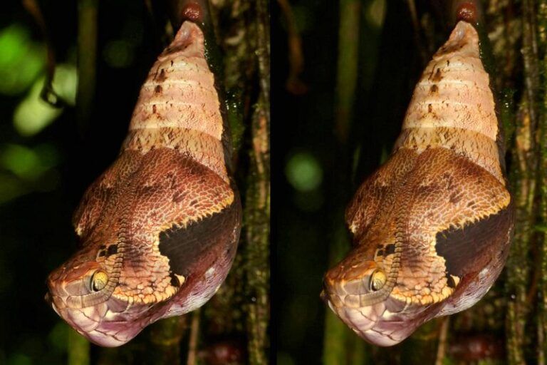 Kepompong Dynastor dariius dariius yang menyerupai kepala ular saat tergantung di bawah cabang. Pola mata palsu dan warna sisik menjadi bagian penting dari taktik penyamaran. Foto oleh : Andreas Kay/Flickr, CC BY-NC-SA 2.0