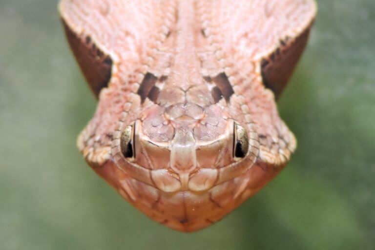 Kepompong kupu-kupu Dynastor dariius dariius yang menyerupai kepala ular, lengkap dengan pola “mata” palsu yang menakutkan. Penyamaran ini membantu menakuti predator yang mendekat| Foto dari iNaturalist