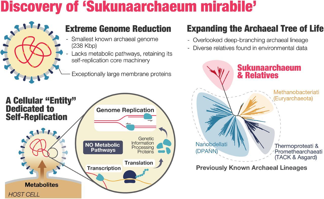 Visualisasi Sukunaarchaeum mirabile, mikroba dengan genom sangat kecil yang hanya mempertahankan fungsi replikasi diri dan sepenuhnya bergantung pada inang. Penemuan ini menambah cabang baru pada pohon evolusi archaea.Sumber: Harada et al. 2025. bioRxiv. DOI: https://doi.org/10.1101/2025.05.02.651781