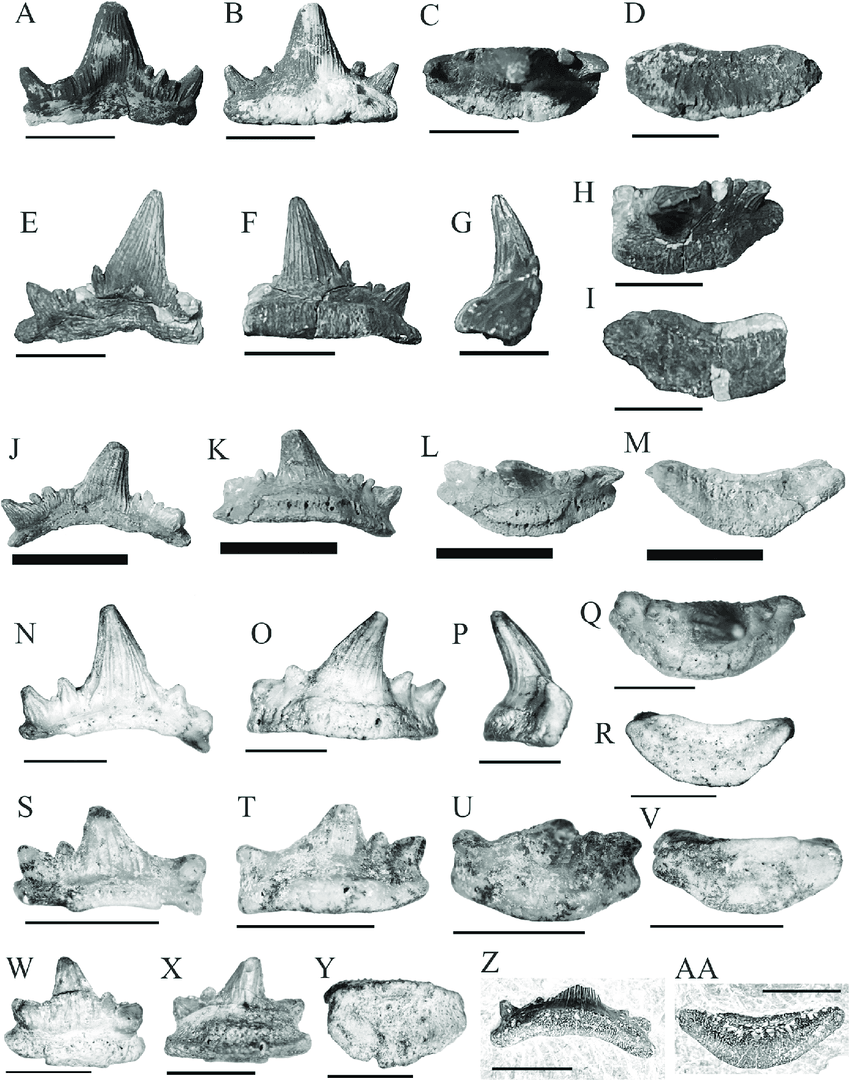 Gigi fosil Troglocladodus trimblei yang ditemukan di Mammoth Cave, Kentucky, dan Bangor Limestone di Alabama. Gigi-gigi ini menunjukkan ciri khas bentuk bercabang dengan cusp utama yang lebar dan beberapa cusp kecil di samping, yang membantu hiu purba ini menangkap mangsa bercangkang keras di laut dangkal Mississippian sekitar 325 juta tahun lalu. Spesimen mencakup gigi dewasa dan juvenil dari berbagai posisi rahang.Sumber gambar: Hodnett et al., 2024, Journal of Vertebrate Paleontology / ResearchGate