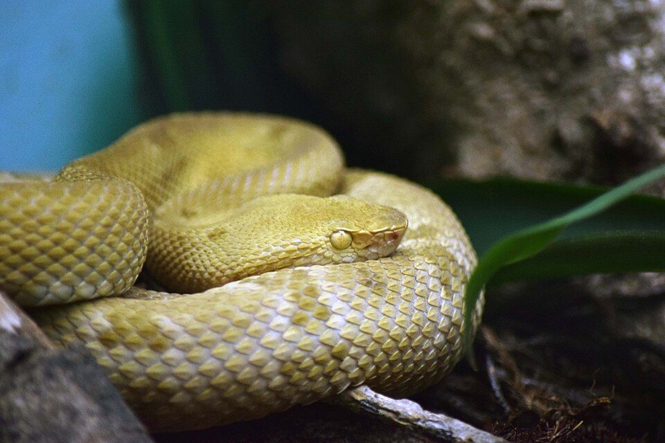 Seekor Bothrops insularis, atau lancehead emas, sedang menggulung tubuhnya di fasilitas konservasi Instituto Butantan, São Paulo. Ular ini hanya ditemukan secara alami di Ilha da Queimada Grande dan dikenal memiliki racun mematikan yang berevolusi secara unik akibat isolasi ekosistem. Foto: Miguelrangeljr / Wikimedia Commons