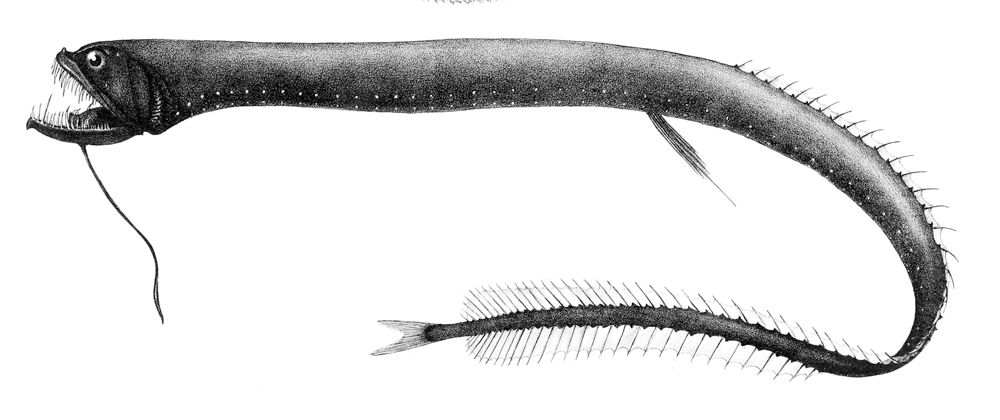"Ilustrasi klasik ikan naga hitam (Idiacanthus atlanticus) karya G.M. Woodward. Predator laut dalam ini memiliki tubuh ramping, gigi seperti jarum, dan kemampuan memancarkan cahaya dari organ khusus di tubuhnya. Karya ini berada di domain publik. Sumber: Wikimedia Commons