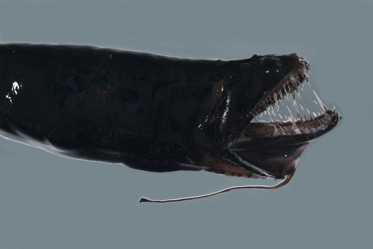 Close-up ikan naga hitam (Idiacanthus atlanticus) yang menunjukkan deretan gigi transparan dan sirip umpan (barbel) khasnya. Gambar: D. J. Bray / Fishes of Australia, CC BY 3.0 Australia