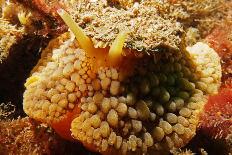 Siput payung (Umbraculum umbraculum) ini adalah predator spons laut yang berperan penting menjaga keseimbangan ekosistem terumbu karang. Cangkang pipihnya menjadi tempat tumbuh alga, sementara tonjolan di tubuhnya memberikan kamuflase sempurna sehingga sulit dideteksi predator maupun penyelam. Dengan radula berisi ribuan gigi mikroskopis, ia mampu mengikis spons yang dapat mengancam karang jika populasinya berlebihan. Foto: CC BY-NC-SA 2.0 John Turnbull (Flickr)