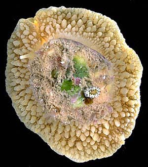 Tampak dari atas, siput payung (Umbraculum umbraculum) ini memperlihatkan cangkang pipihnya yang tertutup alga dan organisme lain, menyamarkannya di dasar laut. Tonjolan-tonjolan di tepi tubuhnya membantu kamuflase, sekaligus melindunginya dari predator. Struktur tubuh unik ini, bersama radula bergigi hingga ratusan ribu, memungkinkannya menjadi pemangsa spons laut yang efektif.Foto: Rudman, W.B., 1999 (March 7) [In] Sea Slug Forum, Australian Museum, Sydney. 