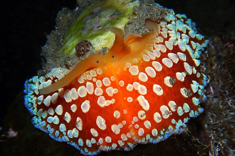 Umbraculum umbraculum dengan tubuh oranye mencolok dan nodul putih kontras di perairan Réunion. Di balik penampilannya yang unik, siput payung ini adalah predator spons laut yang efektif, dilengkapi radula dengan ratusan ribu gigi untuk membantu menjaga keseimbangan ekosistem terumbu karang. CC BY-SA 4.0, Sébastien Vasquez via Wikimedia Commons.